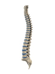 the spine
